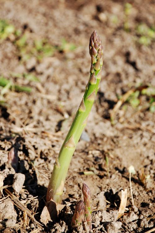 asparagus.jpg