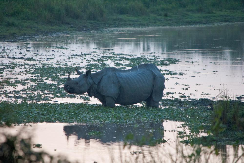 Rhino_in_the_swamp.jpg